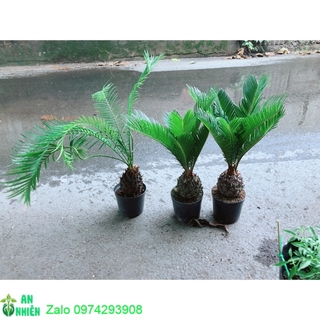 Thiên tuế cao 40cm giá 140k/chậu