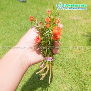 100 Cành Hoa Mười Giờ