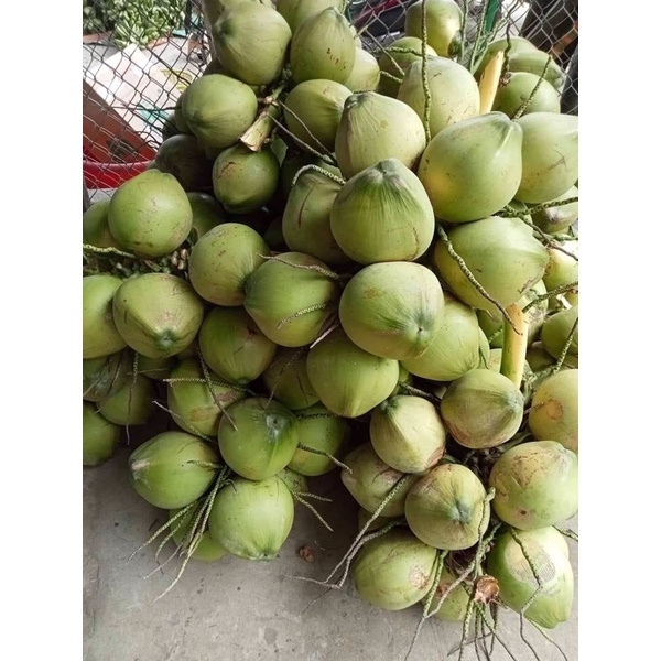 Dừa Tươi Bỏ Vỏ Thanh Mát