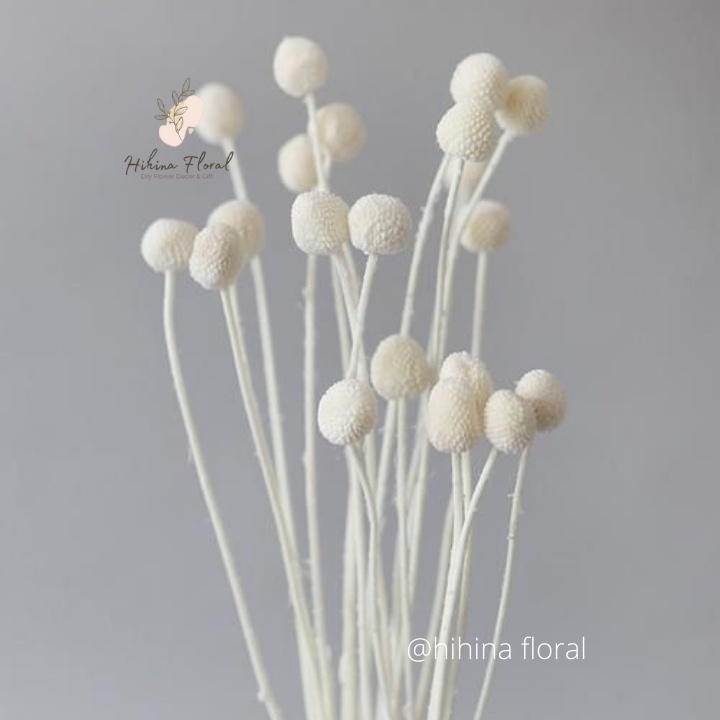 Hoa Khô Billy Ball Cúc Nút Áo Khô Decor Trang Trí, Chụp Ảnh Sản Phẩm