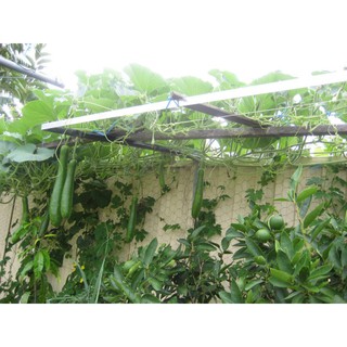 Hạt giống cây bầu sao