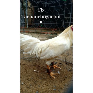 Tạ chân cho gà nòi