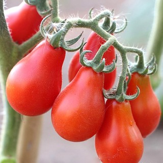 Hạt Giống Cà Chua Cherry Lê Đỏ | SL: 30 HẠT