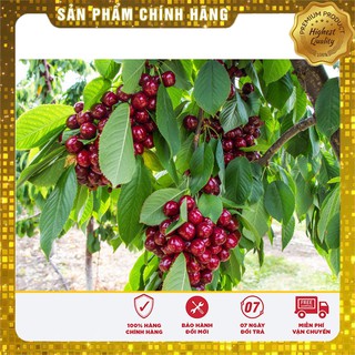 COMBO 2 gói hạt giống quả anh đào TẶNG 1 phân bón