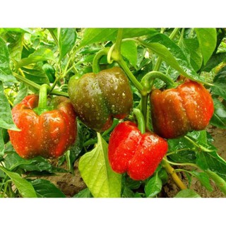 Hạt ớt ngọt F1 - gói 1g