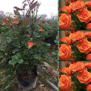 Hoa hồng tỉ muội,hoa hồng nội siêu hoa siêu nụ dễ chăm sóc,hoa quanh năm -Vườn Hoa Melinhrose