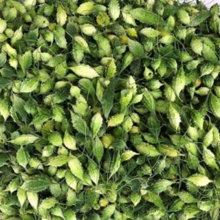 Trà mướp đắng