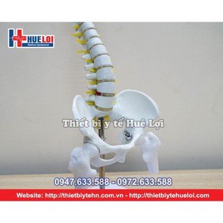 Mô hình cột sống 45cm