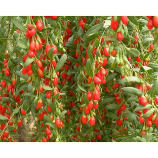 Hạt giống câu kỷ tử (Goji Berry seeds)