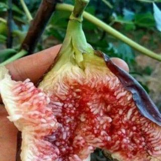 Cây giống sung mỹ