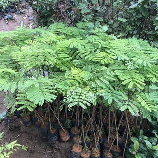 Cây phượng tím  cao 40-50 cm (ảnh thật)..