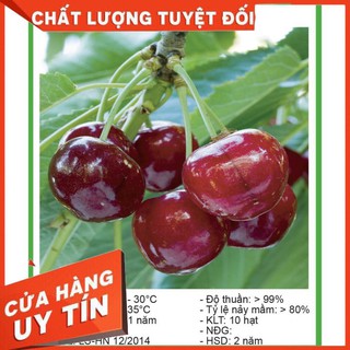 Hạt Giống Cây cherry anh đào (ảnh thật) có quả sau 6 tháng