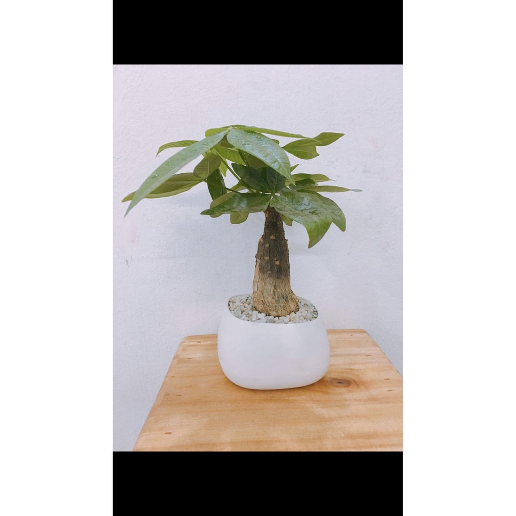 Chậu cao trồng cây mini, cây sen đá