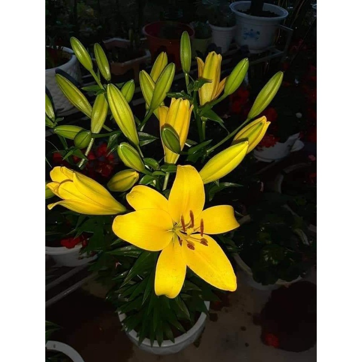 Củ ly cao thơm cho hoa Tết