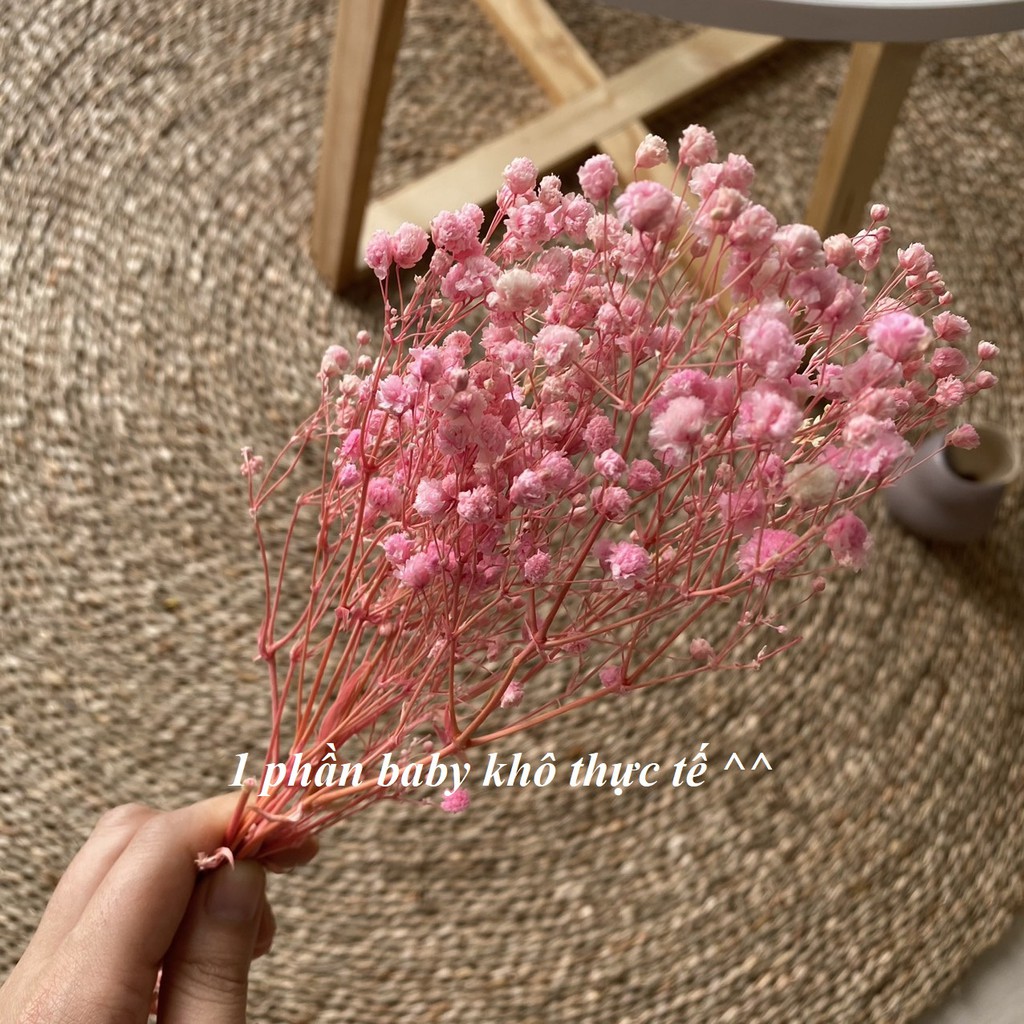 【TAILORLE】Hoa baby khô, Gypsophila hoa khô trang trí phòng ngủ, làm đồ handmade, phụ kiện chụp ảnh