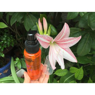 Chai xịt Dầu bóng tóc Lavox 80 ml