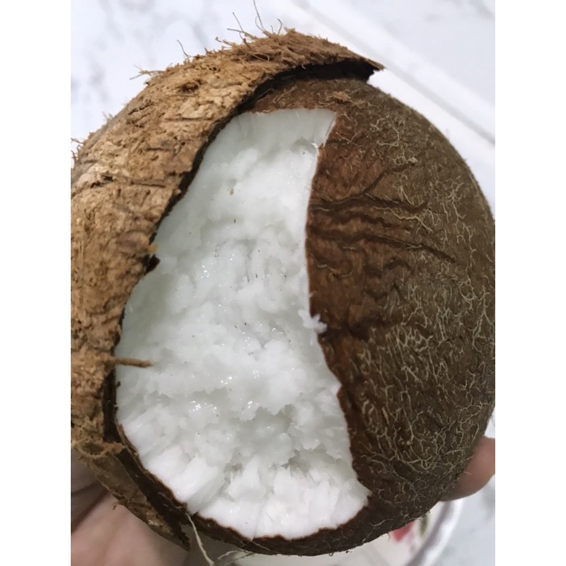 Dừa sáp đặc sản Trà Vinh tại vườn giá sỉ 1kg-1,5kg