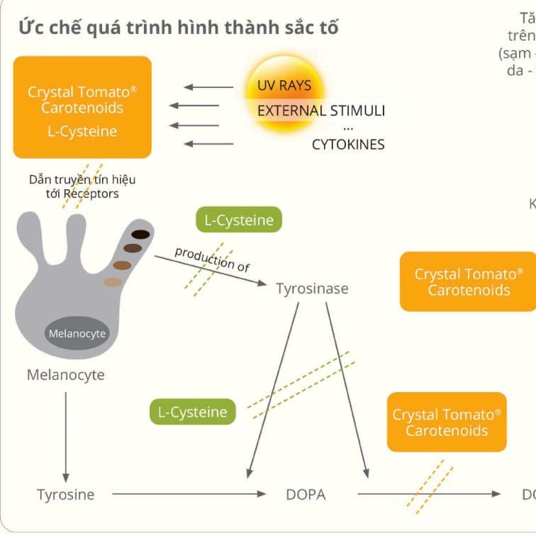 Viên trắng da cà chua trắng Crystal tomato