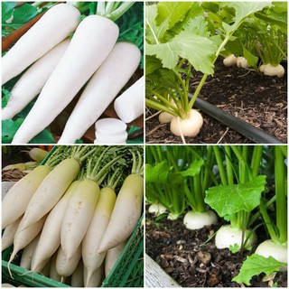 Hạt giống củ cải lu bú, củ cải trắng (tặng kèm phân)