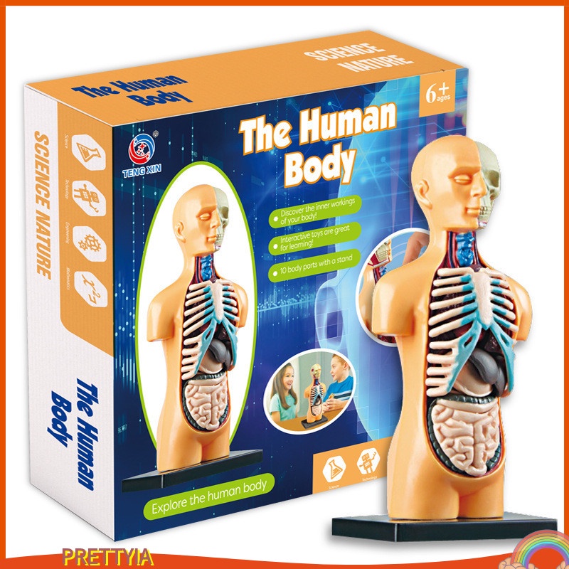 Mô Hình Cơ Thể Người 3D DIY Độc Đáo