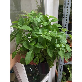 Chậu mềm rau bồ ngót Nhật