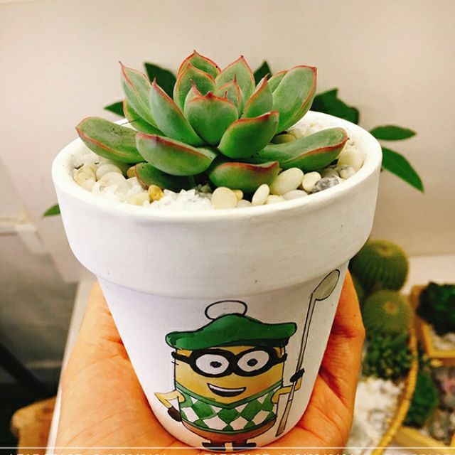 Chậu sen đá hình cute(chậu + sen đá)