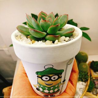 Chậu sen đá hình cute
