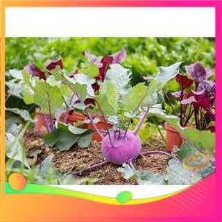 Hạt Giống Su Hào Tím - 30 Hạt VIETGAR