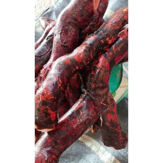 1 kg rễ mú từn tươi tây bắc