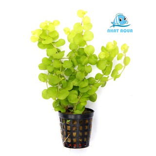 Cây thủy sinh Kim Tiền Thảo