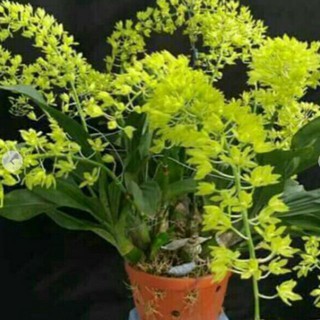 VŨ NỮ HOÀNG HẬU XANH-SIÊU SIÊU ĐẸP