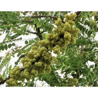 Cây chùm ruột giống (chua)