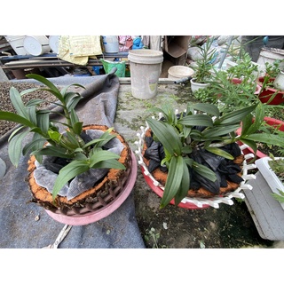 giá thể trồng lan( than vỏ dừa)
