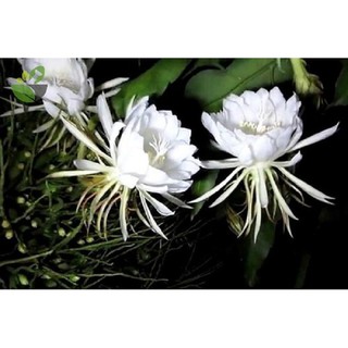 CHẬU CÂY GIỐNG HOA QUỲNH DAO CỔ