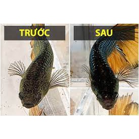 PARAKILL - Chuyên Sử Dụng Cho Các Trường Hợp Nấm trên Cá Cảnh