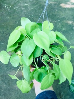 TRẦU BÀ TIM VÀNG GÁO DỪA