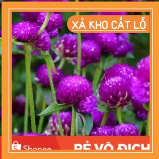 (SALE LỚN) 100 hạt hoa cúc bách nhật tím đậm