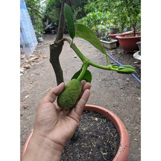 Combo 2 Cây giống Mít Thái Siêu Sớm