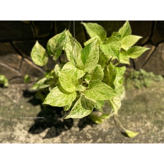 Trầu Bà Xước | Marble Queen Pothos