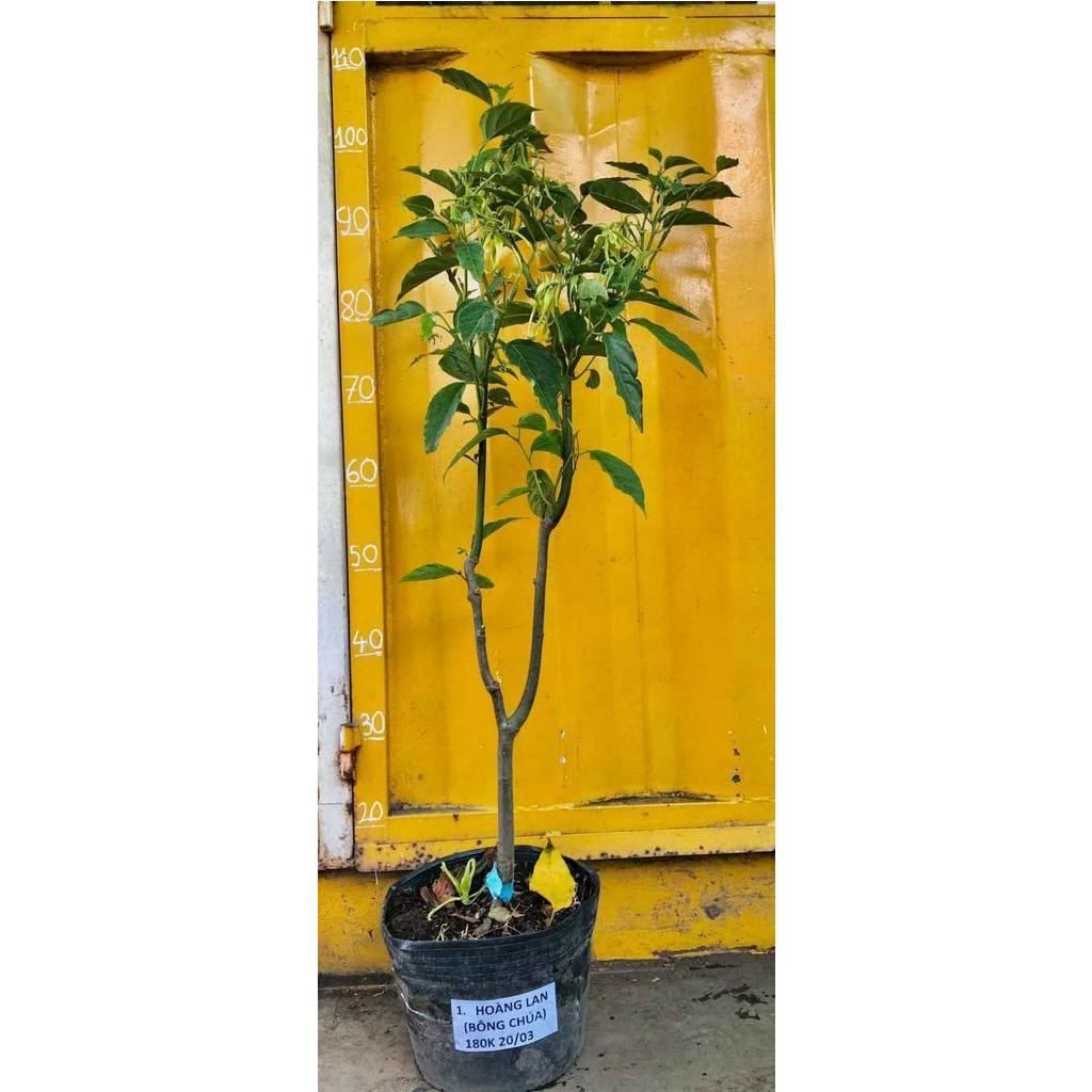 Cây hoa sứ thơm ...hoa bông chúa