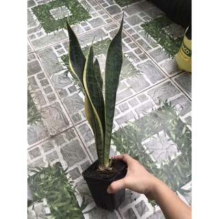 Cây lưỡi hổ xanh