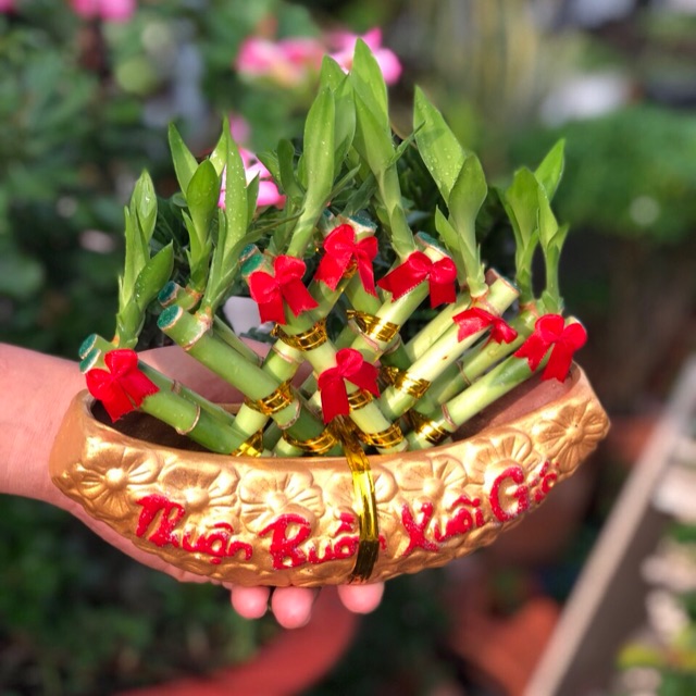 Chậu Thuyền Trúc Phú Quý