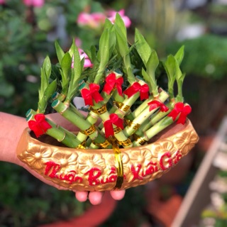 Chậu Thuyền Trúc Phú Quý