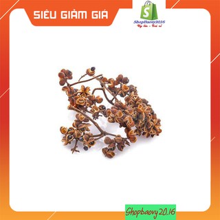 COMBO 5 hạt dổi+50 Gram Hạt mắc khén [HÀNG LOẠI 1] dùng thử