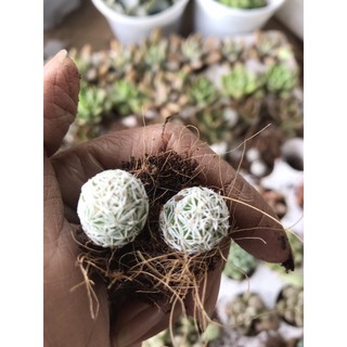 10 cây sen đá vỉ Đà Lạt