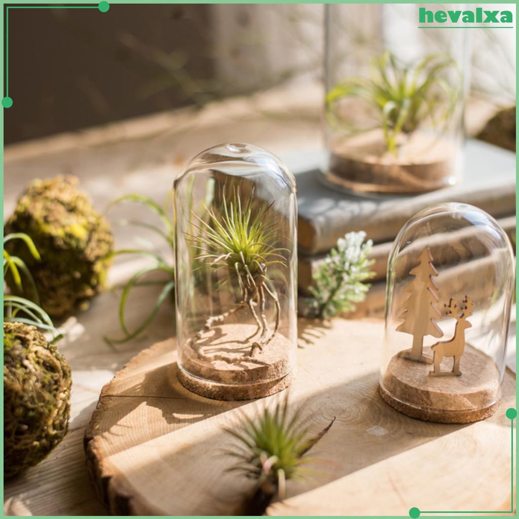 Clear Glass Dome Cover Cloche Bell Jar Succulent Terrariums w/Wooden Cork Base Home Study Room Decor