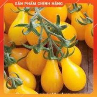 HẠT GIỐNG CÀ CHUA LÊ VÀNG.