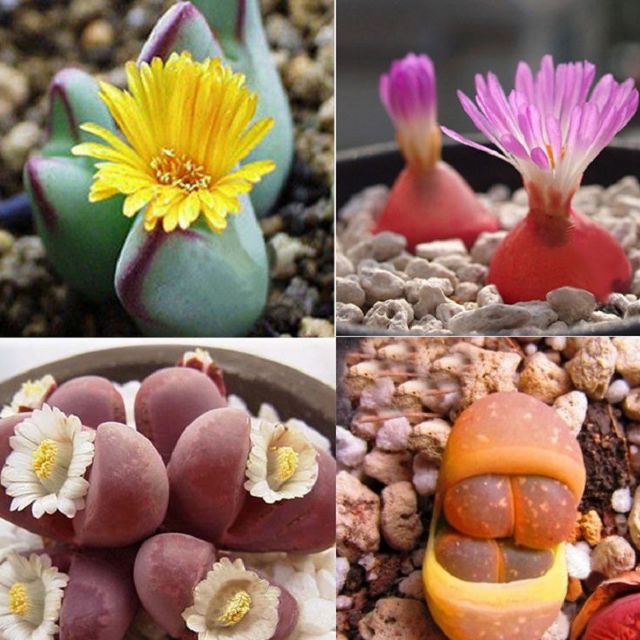 (Ảnh đầu cây thật shop chụp) Chậu cây Thạch lan mix nhiều màu hoa (Đá sống, sen mông, Lipthop) trồng sẵn đã khỏe