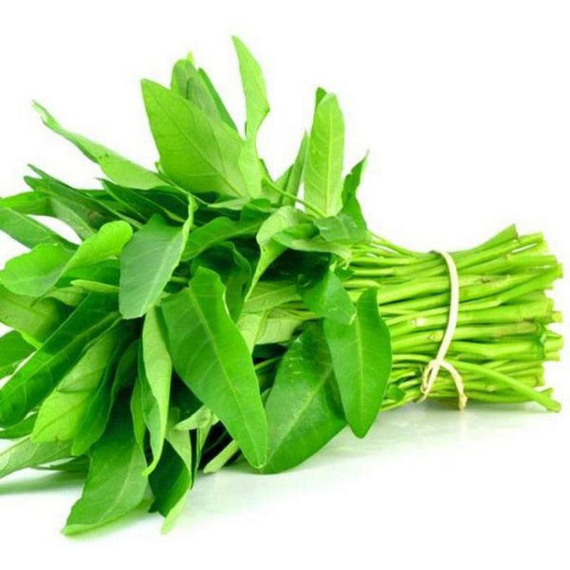 hạt giống rau muống anthient35