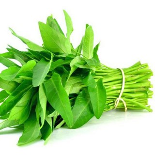Hạt giống rau muống anthient35